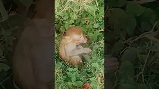 Cute Baby Monkey Playtime and Fun | @successmindmantra_avtar #youtubeshorts