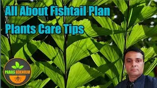 💚 All About Fishtail Palm Plants Care Tips | Fishtail Palm Tree | Fishtail Palm