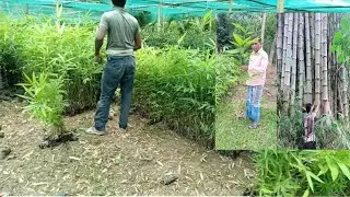 Bamboo plants wholesale nursery bans paudha all India delivery call 78964 44842 