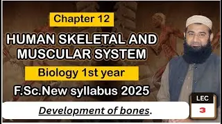 Development of bones. | Human Skeletal and muscular system | Chapter 12|  1st Year Biology | L#3