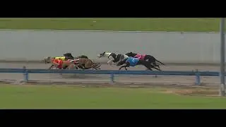 Jerry Cola - 2026 Auckland Greyhound Railway Sprint LAST EVER
