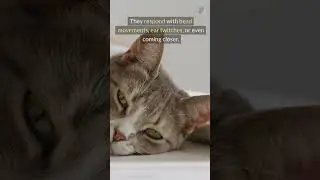Do Cats Recognize Their Names? #cats #animalbehavior #petcare