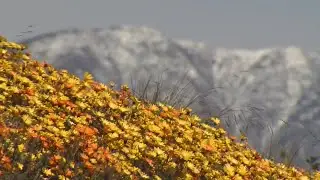Potential Super Bloom following several winter storms