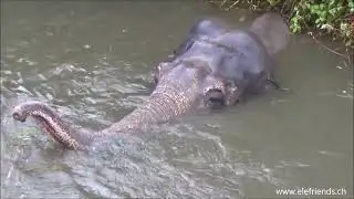 Thisiam enjoys his bath as well👍 Pure wellness💦🌊 Himmapan Elephant Park🐘🌿💦