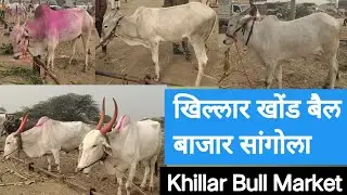 खिल्लार खोंड बैल बाजार सांगोला Khillar Bull Market Sangola