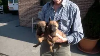 J Willems / mechelse herders
