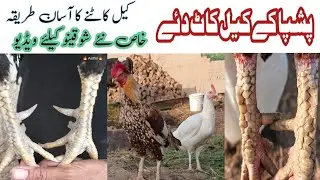 Murgon k Keel Q katyjaTy hn || pushpa k Keel kat dya || Birds cear || madison @Shahnshahishoq786 