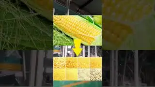 Corn flour processing equipment#flour_mill #flourmillmachine #maizemill