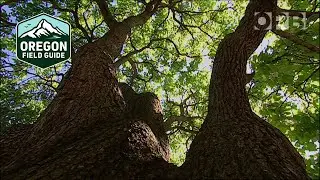 Preserving the spectacular 'Heritage Trees' of Portland | Oregon Field Guide from the OPB Archives