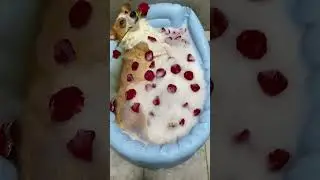 Dogs enjoys bath time 🥰🥰🥰#funnyvideos #love #love #pets #dog #dogs #funnydog #funnyanimals