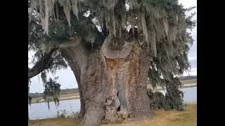 The Oak Trees: What You Need to Know