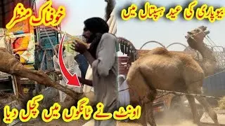 EXCLUSIVE ANGRY Camel Loading Video - Loading of Camel - Runaway Camel at Camel Market 2023