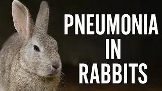 Pneumonia in Rabbits - What to Watch For and What to Do