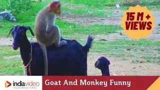 Goat And Monkey Funny Video | India Video