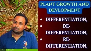 differentiation dedifferentiation and redifferentiation in plants class 11 neet