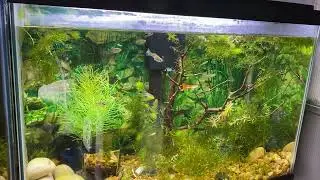 New declorinator&hellip;Seachem Safe