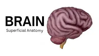 Brain&mdash;Superficial Anatomy