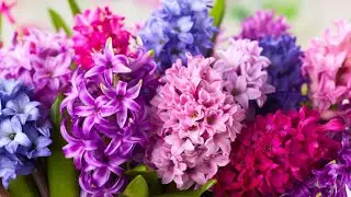 How to Grow and Care for Hyacinth Flowers | Get Fragrant Winter Flowers Easily |