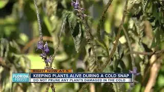 Keeping plants alive during a cold snap