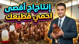 برنامج الإضاءة والتحصينات لفراخ البياض خلال فترة إنتاج البيض | ثبات إنتاج وحماية القطيع الجزء الثانى