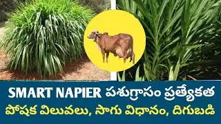 Smart Napier fodder grass for cows buffaloes sheep and goat స్మార్ట్ నేపియర్ ప్రత్యేకత పోషక విలువలు