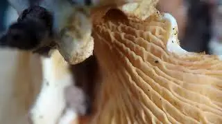 Paxille faux panus (champignon d'automne)