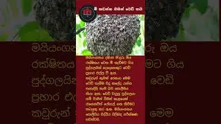 #travel#newsnetwork#shorts#viral#korea#slmemereview#100kview#trendin#sinhala#srilankanews