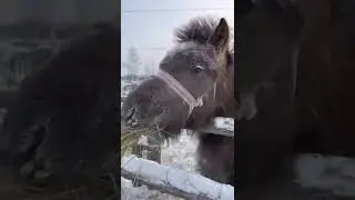 ASMR/Mukbang of Yakut horses / АСМР/Мукбанг якутских лошадей