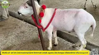 Domba unggulan pasar tanjung sari Sumedang