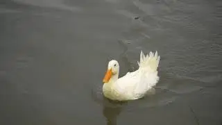 Pato nadando