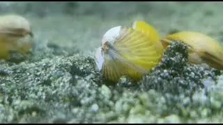 Corbicula sp. 
