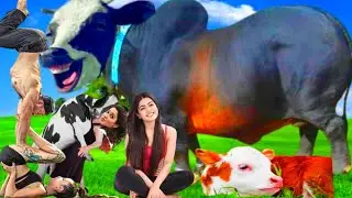 FUNNY COW DANCE 45 | COW SONG & COW VIDEOS 2022 | COW DANCE| COW SOUND |GAY VIDEO|BABY COW|COW FUNNY