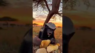 honey badger eat honey 🍯 #animals #shorts #foryou