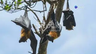 The Endemic Vanuatu Flying Fox: Guardians of the Night #cuteanimal #animalsasia