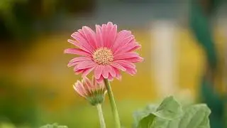 Meditation to Meet Your Personal Ancestral Council of Twelve ASPW &ndash; 8