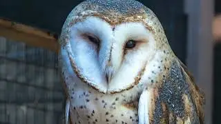 Florida Keys Wild Bird Rehabilitation Center