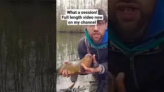 Fishing for BIG TENCH using traditional tactics and natural baits. #coarsefishing #fishing #tench