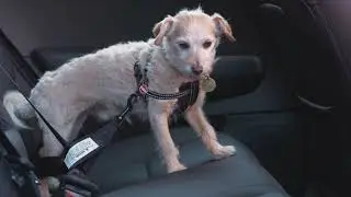 How to help dogs with car travel anxiety - Dog Training Expert Tips  | S4 | Ep1 | Pooches at Play