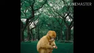 Monkey chatter sound