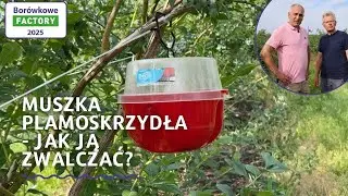 Muszka plamoskrzydła - jak ją zwalczać?