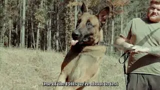 Meet Jack: a highly trained protection dog and cherished family companion.