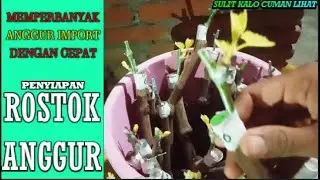 Penyiapan Rootstock Anggur Terbaik Untuk Pemula | meningkatkan Hasil Grafting