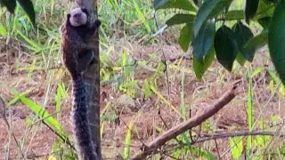 Macaco sagui
