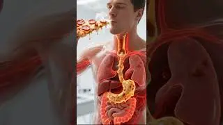 WHAT HAPPENS 6 HOURS AFTER YOU EAT PIZZA 🍕 | DIGESTIVE SYSTEM EXPLAINED  (3D Animation) #anatomy