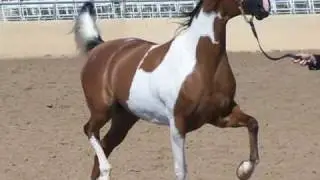 Scottsdale Arabian Horse Show 2011