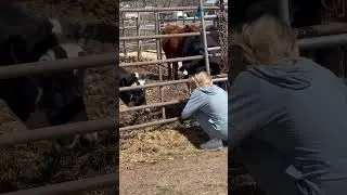 Women love them some cows 🐮 #cow #women #shorts