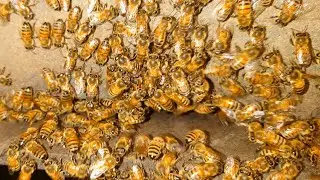 beekeeping in the night #honey #beehive #beekeeper #beelove #nature