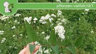 Aufrechte Waldrebe - Bl&uuml;te/Bl&uuml;ten - 27.05.18 (Clematis recta) - Giftige Wildpflanzen bestimmen