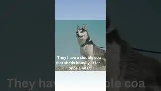 From fluffy to shedding &ndash; the truth about a Husky's double coat! 🐕