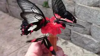 Butterflies Were Eating Out Of Our Hands - Butterfly Palace Branson Mo